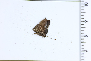  ( - DRD1712)  @11 [ ] c  Diego Dolibaina Universidade Federal do Parana