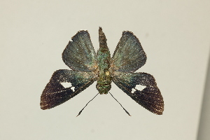  ( - DZ75.461)  @11 [ ] c (2025) Diego Dolibaina UFPR