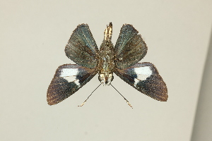  ( - DZ75.461)  @11 [ ] c (2025) Diego Dolibaina UFPR