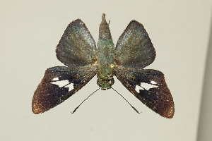  ( - DZ75.462)  @11 [ ] c (2025) Diego Dolibaina UFPR