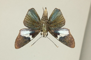  ( - DZ75.462)  @11 [ ] c (2025) Diego Dolibaina UFPR