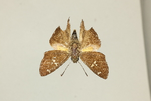  ( - DZ65.087)  @11 [ ] c (2025) Diego Dolibaina UFPR