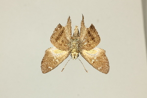  ( - DZ65.087)  @11 [ ] c (2025) Diego Dolibaina UFPR