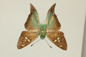  ( - DZ30.163)  @11 [ ] c (2025) Diego Dolibaina UFPR