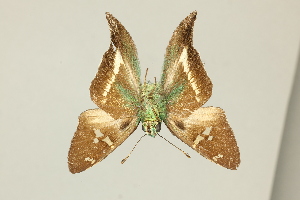  ( - DZ30.163)  @11 [ ] c (2025) Diego Dolibaina UFPR