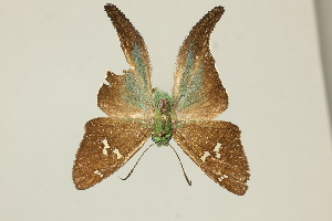  ( - DZ47.240)  @11 [ ] c (2025) Diego Dolibaina UFPR