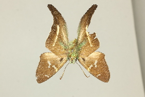  ( - DZ47.240)  @11 [ ] c (2025) Diego Dolibaina UFPR