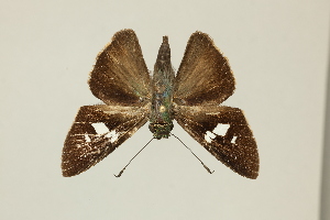  ( - DZ55.216)  @11 [ ] c (2025) Diego Dolibaina UFPR