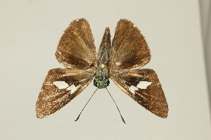  ( - DZ55.219)  @11 [ ] c (2025) Diego Dolibaina UFPR