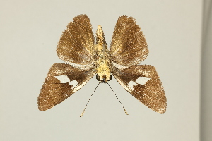  ( - DZ55.219)  @11 [ ] c (2025) Diego Dolibaina UFPR