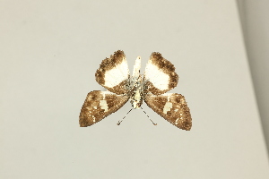  ( - DZ75.472)  @11 [ ] c (2025) Diego Dolibaina UFPR