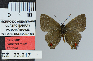  (Lathecla mitzi - DZ23.217)  @11 [ ] c (2025) UFPR UFPR