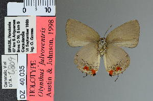  (Olynthus fulvoventris - DZ40.035)  @11 [ ] c (2025) UFPR UFPR