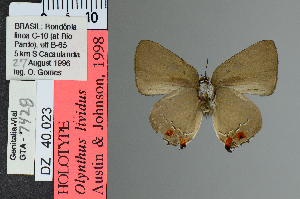  (Olynthus negrus - DZ40.023)  @11 [ ] c (2025) UFPR UFPR