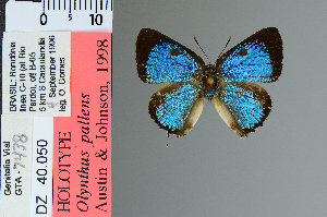  (Olynthus pallens - DZ40.050)  @11 [ ] c (2025) UFPR UFPR