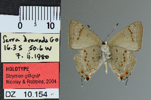  (Strymon giffordi - DZ10.154)  @11 [ ] c (2025) UFPR UFPR