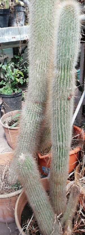  (Cleistocactus hyalacanthus - HCM-804A)  @11 [ ] Copyright (2019) Aguirre FuEDEI