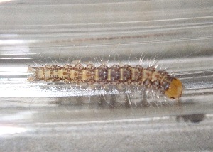  ( - CAMCAT0033)  @11 [ ] CreativeCommons - Attribution Non-Commercial Share-Alike (2020) C. Redmond Czech Academy of Science