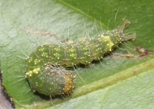  ( - CAMCAT0056)  @11 [ ] CreativeCommons - Attribution Non-Commercial Share-Alike (2020) C. Redmond Czech Academy of Science