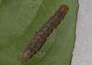  ( - CAMCAT0060)  @11 [ ] CreativeCommons - Attribution Non-Commercial Share-Alike (2020) C. Redmond Czech Academy of Science