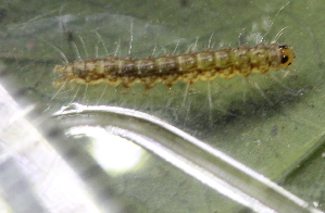  ( - CAMCAT0464)  @11 [ ] by-nc-sa (2021) C Redmond Czech Academy of Sciences, Biology Center