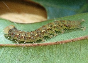  ( - CAMCAT0159)  @11 [ ] CreativeCommons - Attribution Non-Commercial Share-Alike (2020) C. Redmond Czech Academy of Sciences