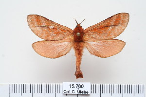  ( - BC-CGCM-15.760)  @14 [ ] Copyright (2010) Carlos Mielke Research Collection of Carlos Mielke