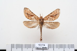  (Lamelliformia - BC-CGCM-16.114)  @14 [ ] Copyright (2010) Carlos Mielke Research Collection of Carlos Mielke