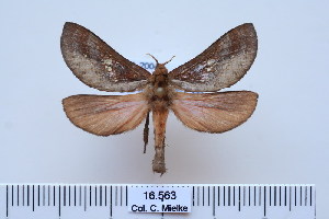  (Paragorgopsis - BC-CGCM-16.563)  @14 [ ] Copyright (2010) Carlos Mielke Research Collection of Carlos Mielke