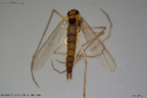  ( - CMM-CH100)  @11 [ ] Creative Commons  Attribution Non-Commercial Share-Alike (2023) NTNU University Museum, Department of Natural History NTNU University Museum, Department of Natural History