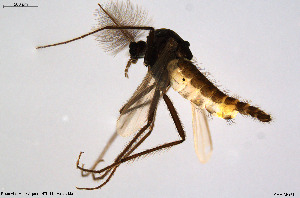  (Metriocnemus sp. 10ES - CMM-CH181)  @11 [ ] Creative Commons  Attribution Non-Commercial Share-Alike (2023) NTNU University Museum, Department of Natural History NTNU University Museum, Department of Natural History