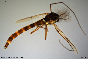  (Chironomus aprilinus - CMM-CH231)  @11 [ ] Creative Commons  Attribution Non-Commercial Share-Alike (2023) NTNU University Museum, Department of Natural History NTNU University Museum, Department of Natural History