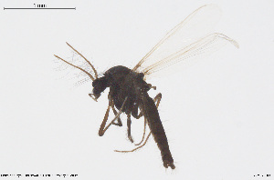  (Smittia betuletorum - CMM-CH290)  @11 [ ] Creative Commons  Attribution Non-Commercial Share-Alike (2024) NTNU University Museum, Department of Natural History NTNU University Museum, Department of Natural History
