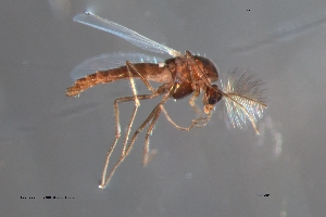  ( - CMM-CH347)  @11 [ ] Creative Commons  Attribution Non-Commercial Share-Alike (2024) NTNU University Museum, Department of Natural History NTNU University Museum, Department of Natural History