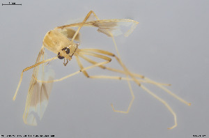  (Stenochironomus sp. 16XL - CMM-CH382)  @11 [ ] Creative Commons  Attribution Non-Commercial Share-Alike (2024) NTNU University Museum, Department of Natural History NTNU University Museum, Department of Natural History