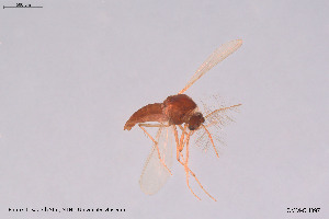  (Corynoneura minimagna - CMM-CH397)  @11 [ ] Creative Commons  Attribution Non-Commercial Share-Alike (2024) NTNU University Museum, Department of Natural History NTNU University Museum, Department of Natural History