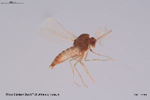  (Corynoneura minuscula - CMM-CH399)  @11 [ ] Creative Commons  Attribution Non-Commercial Share-Alike (2024) NTNU University Museum, Department of Natural History NTNU University Museum, Department of Natural History