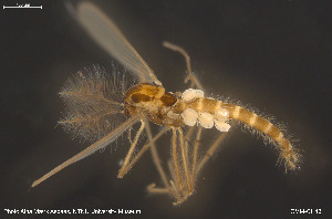  ( - CMM-CH431)  @11 [ ] Creative Commons  Attribution Non-Commercial Share-Alike (2024) NTNU University Museum, Department of Natural History NTNU University Museum, Department of Natural History