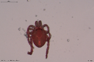  (Kongsbergia materna - HYDCA628)  @11 [ ] Creative Commons  Attribution Non-Commercial Share-Alike (2022) NTNU University Museum, Department of Natural History NTNU University Museum, Department of Natural History