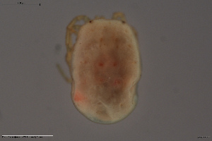  (Parathyas pachystoma - HYDCA710)  @11 [ ] Creative Commons  Attribution Non-Commercial Share-Alike (2023) NTNU University Museum, Department of Natural History NTNU University Museum, Department of Natural History