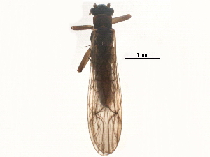  ( - BIOUG16343-D06)  @13 [ ] CreativeCommons - Attribution (2015) CBG Photography Group Centre for Biodiversity Genomics