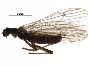  ( - BIOUG16343-D07)  @14 [ ] CreativeCommons - Attribution (2016) CBG Photography Group Centre for Biodiversity Genomics