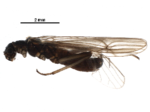  ( - BIOUG16343-D08)  @14 [ ] CreativeCommons - Attribution (2016) CBG Photography Group Centre for Biodiversity Genomics