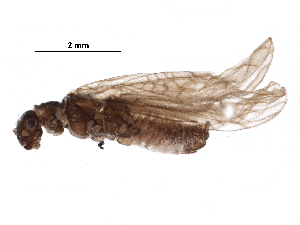  ( - BIOUG16644-E03)  @13 [ ] CreativeCommons - Attribution (2016) CBG Photography Group Centre for Biodiversity Genomics