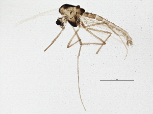  (Cladotanytarsus sp. TE04 - BIOUG03122-C08)  @13 [ ] CreativeCommons - Attribution (2013) CBG Photography Group Centre for Biodiversity Genomics