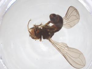  ( - BIOUG06771-E06)  @11 [ ] CreativeCommons - Attribution Share - Alike (2025) Centre for Biodiversity Genomics Centre for Biodiversity Genomics