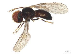  ( - BIOUG06780-C12)  @11 [ ] CreativeCommons - Attribution (2025) CBG Photography Group Centre for Biodiversity Genomics