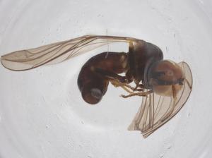  ( - BIOUG19495-B06)  @11 [ ] CreativeCommons - Attribution Share - Alike (2025) Centre for Biodiversity Genomics Centre for Biodiversity Genomics