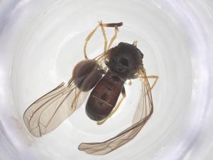  ( - BIOUG19675-F02)  @11 [ ] CreativeCommons - Attribution Share - Alike (2025) Centre for Biodiversity Genomics Centre for Biodiversity Genomics