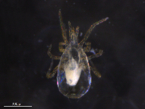  ( - BIOUG20168-H01)  @11 [ ] CreativeCommons - Attribution (2019) CBG Photography Group Centre for Biodiversity Genomics